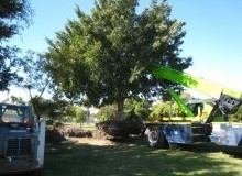 Kwikfynd Tree Management Services
gorgerock